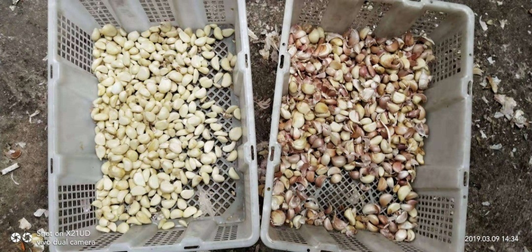 Le riz de grain sème la machine en verre de trieuse de couleur de plastique de thé