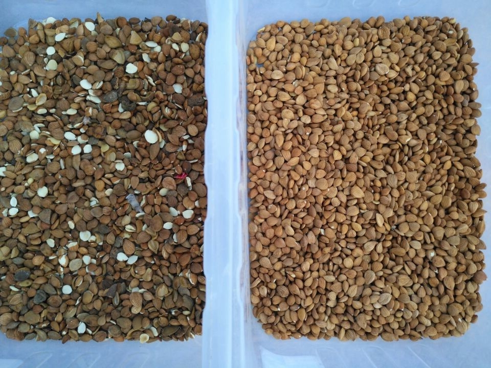 Le riz de grain sème la machine en verre de trieuse de couleur de plastique de thé