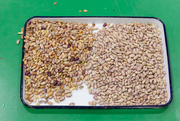 Le riz de grain sème la machine en verre de trieuse de couleur de plastique de thé