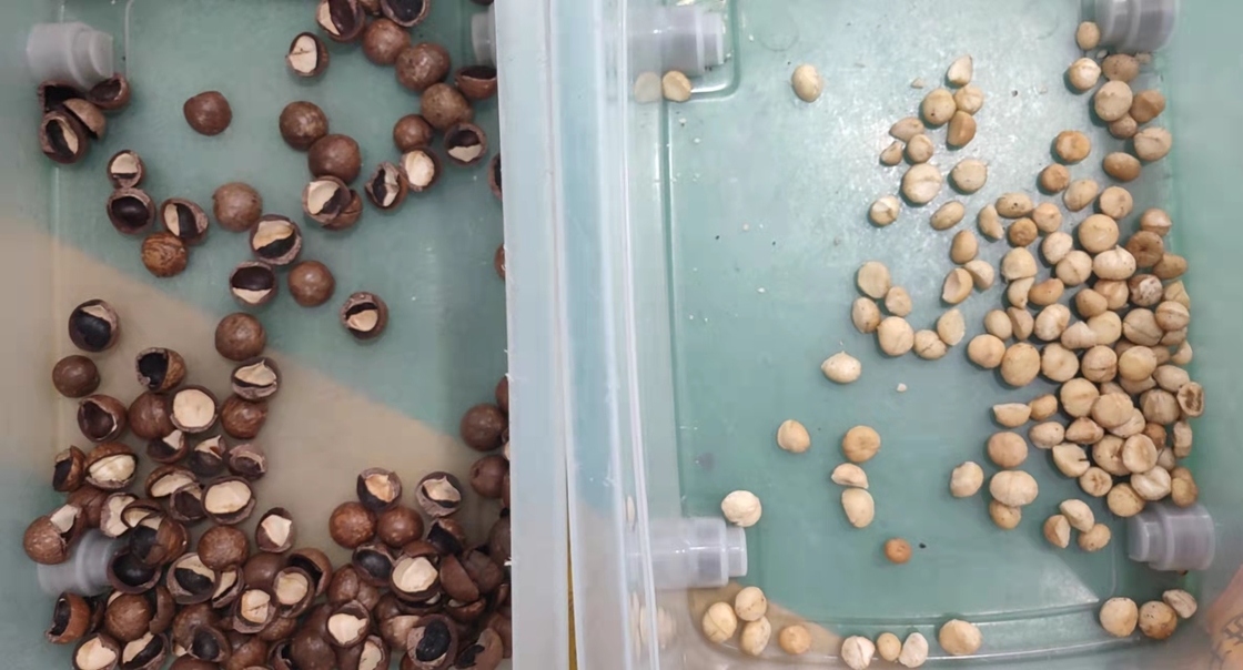Mini Macadamia Nuts Color Sorter automatique portatif avec la roue