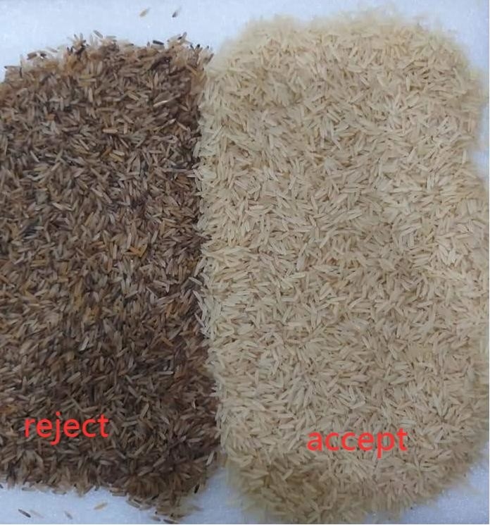 Descendeurs de la trieuse 8 de couleur de WENYAO Parboiled Japonica Sorghum Rice