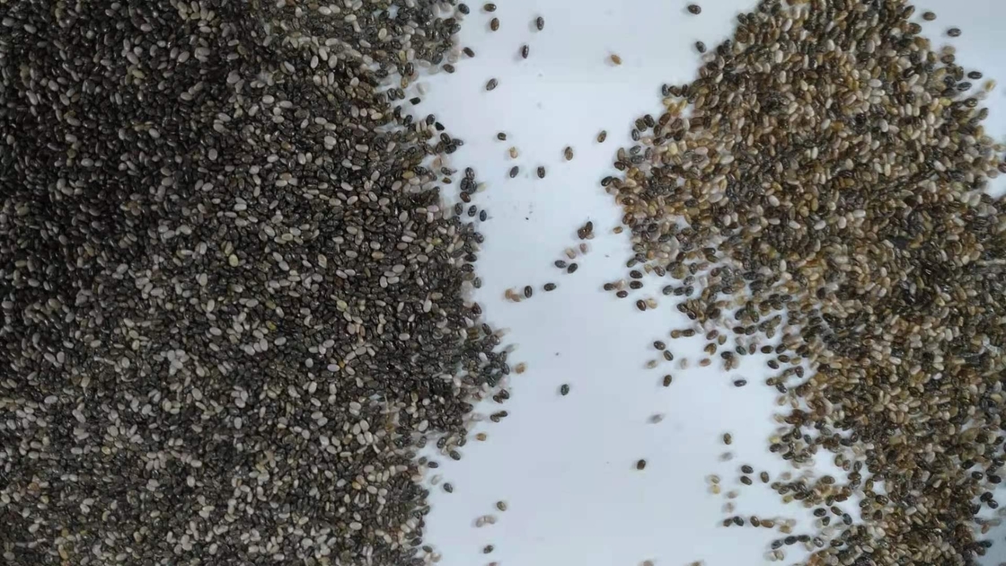 Précision de trieuse de couleur de Chia Seeds haute dans la porcelaine