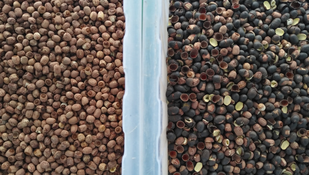 Caméra de Chili Belt Color Sorter With RVB de piment