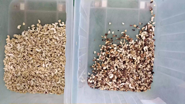 Machine de trieuse de WenYao Optical Mini Seed Color pour le grain de riz