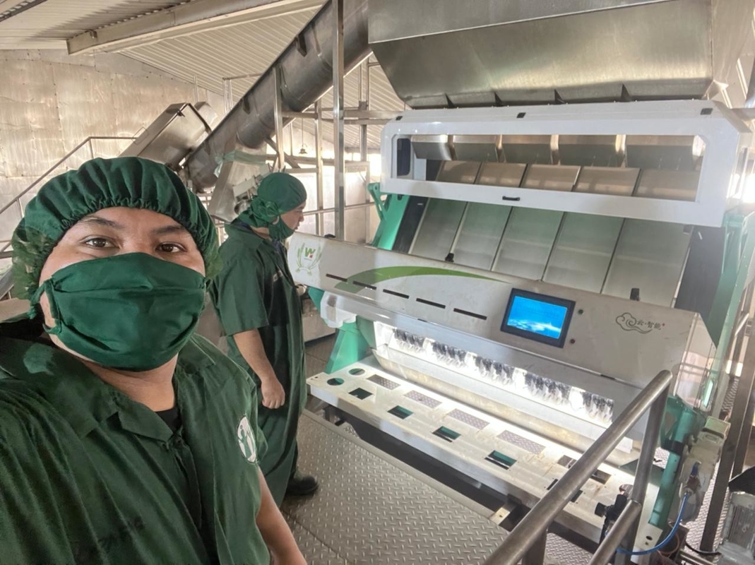 Les haricots de la Pologne Rye colorent la machine de trieuse pour des haricots blancs assortissant et nettoyant
