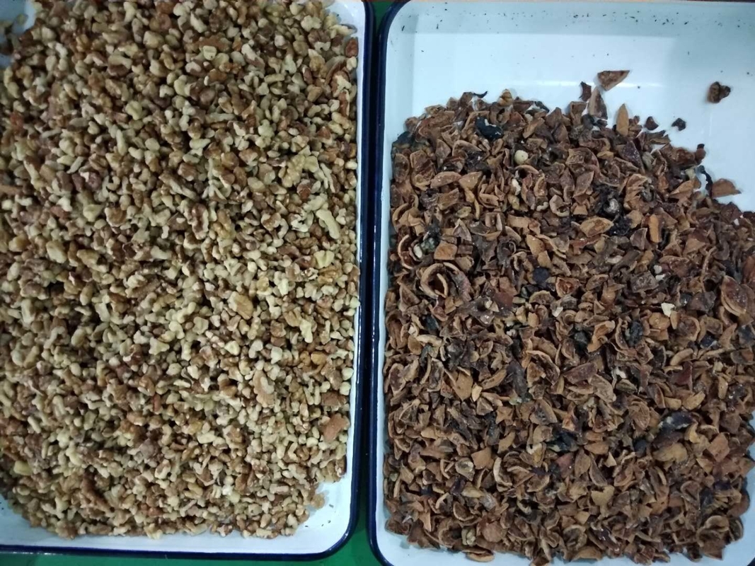 Graine de WENYAO Walnut Shell Removal Machine examinant la machine de trieuse de couleur d'écrou d'AI