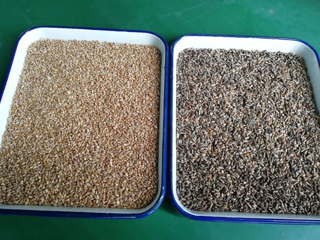 Tons/H vert optique de la trieuse de 512 des canaux RVB de blé haricots de grain 8 - 12