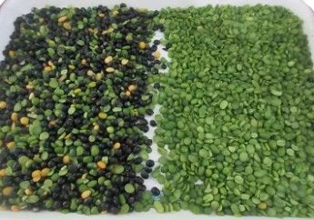 Wenyao Haut tri des couleurs de précision haricots Céréales Céréales de blé Céréales de maïs Céréales de thé Noix Color Sorter Wifi