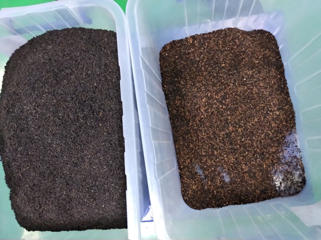 Trois exactitude verte de tri élevée de la trieuse 99,99% de couleur de thé noir de capacité de couche