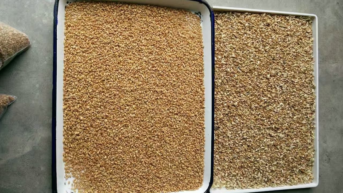 Chia Seeds Color Sorter Machine avec l'analyse d'image et la technologie autodidacte d'AI