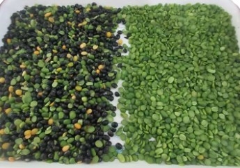 Trieuse de couleur de cardamome d'Olive Color Separator Roasted Nut d'arachide de pois chiche de noix de maïs