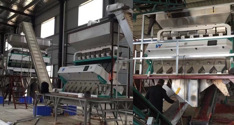 Capteur de CCD de Mini Color Sorting Machine With de trieuse de couleur de raisin sec d'amande d'écrous