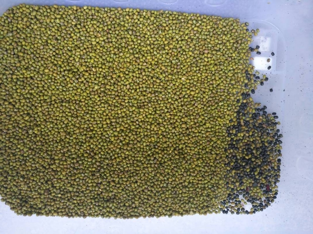 Machine de tri des céréales de café à haute précision et à couleur élevée Équipement de tri des noix en plastique de riz Multifonction
