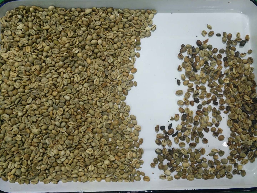 Machine de tri des céréales de café à haute précision et à couleur élevée Équipement de tri des noix en plastique de riz Multifonction