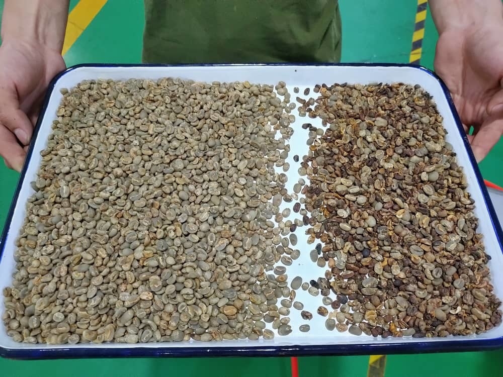 Machine de tri des céréales de café à haute précision et à couleur élevée Équipement de tri des noix en plastique de riz Multifonction