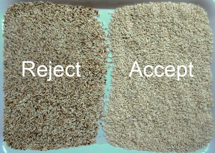 Machine de tri du riz pour le riz moisi, le riz cassé, le riz jaune clair et les impuretés étrangères de micro couleur
