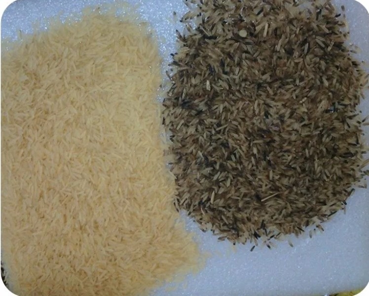 1 à 4 t/h, machine de tri des grains de couleur