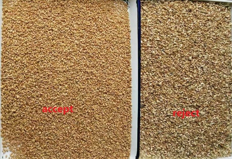 5 échelles de tri de la couleur du blé moisi Machine de retrait de la moisissure du blé Tri optique de la couleur du grain pour le blé Separateur de classification