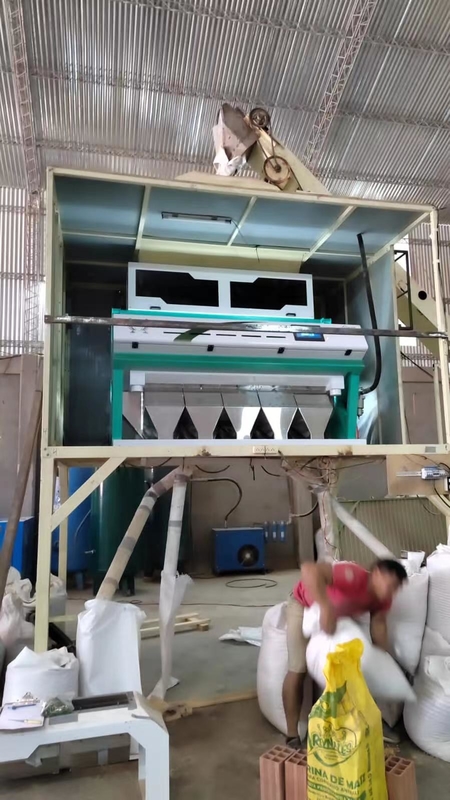 5 échelles de tri de la couleur du blé moisi Machine de retrait de la moisissure du blé Tri optique de la couleur du grain pour le blé Separateur de classification