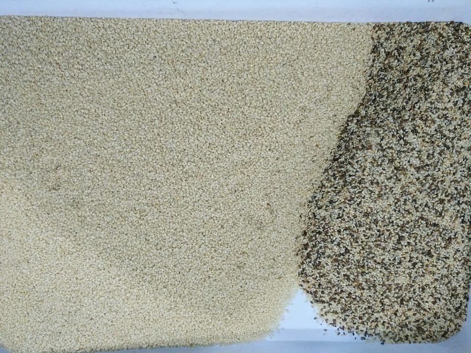 Sortisseur de grains de graines de chia à haute efficacité avec vitesse de tri, entretien facile et interface conviviale