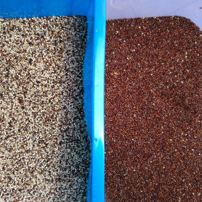 Sortisseur de grains de graines de chia à haute efficacité avec vitesse de tri, entretien facile et interface conviviale