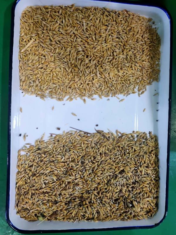 Sortisseur de couleurs alimentaires pour l'agriculture Pour l'orge Céréales haricots Céréales