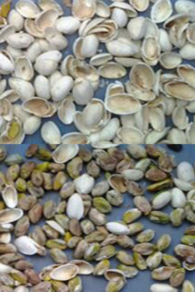 Machine de tri des noix de macadamia de couleur Wenyao