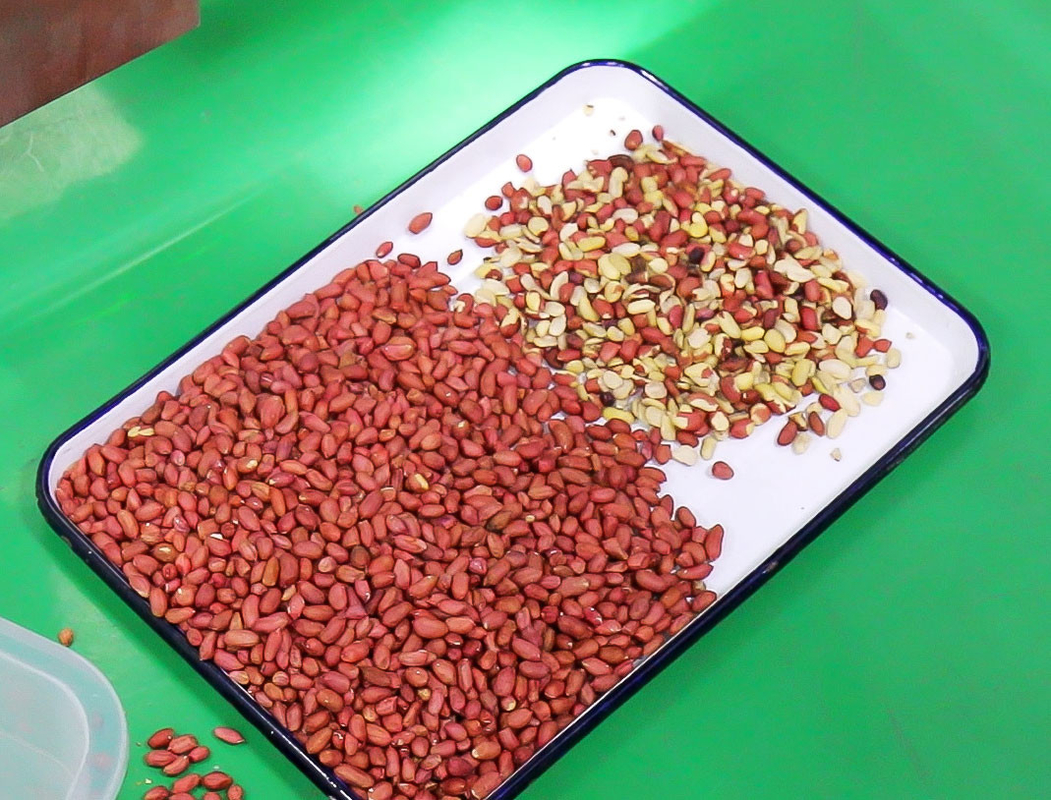 Wenyao Machine de tri des couleurs de noix de pécan intelligente de haute précision Machine de tri des noix de noix de cashew multifonctionnelle