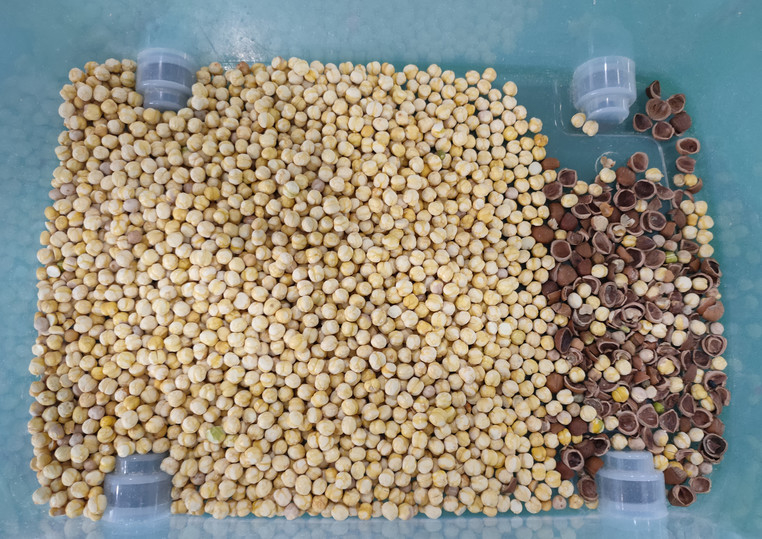 Wenyao Machine de tri des couleurs de noix de pécan intelligente de haute précision Machine de tri des noix de noix de cashew multifonctionnelle