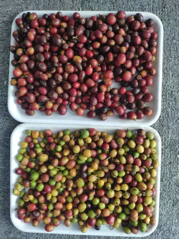 Sorteur de couleurs optiques à mini-ceinture pour le café