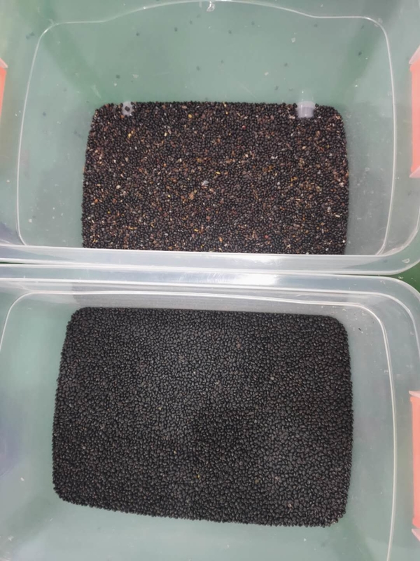 Wenyao professionnel Red Renal Bean Color Sorting Machine de tri optique des couleurs pour les haricots Grains