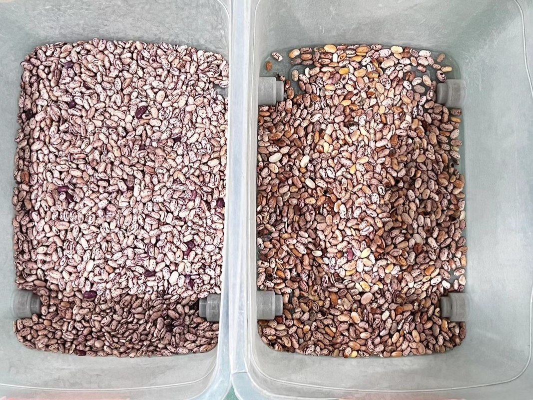 Wenyao professionnel Red Renal Bean Color Sorting Machine de tri optique des couleurs pour les haricots Grains