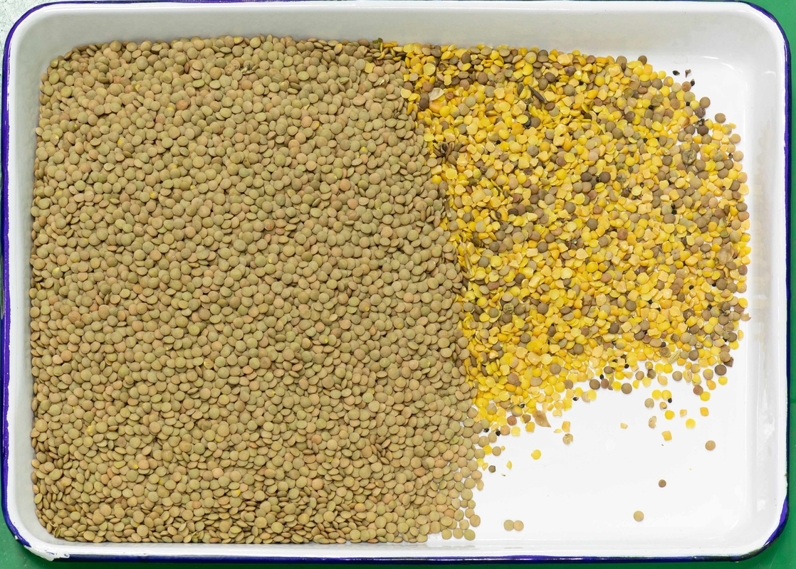 Sortieuse de couleurs de lentilles multi-fonction Wenyao Sortieuse de couleurs intelligente pour les haricots riz