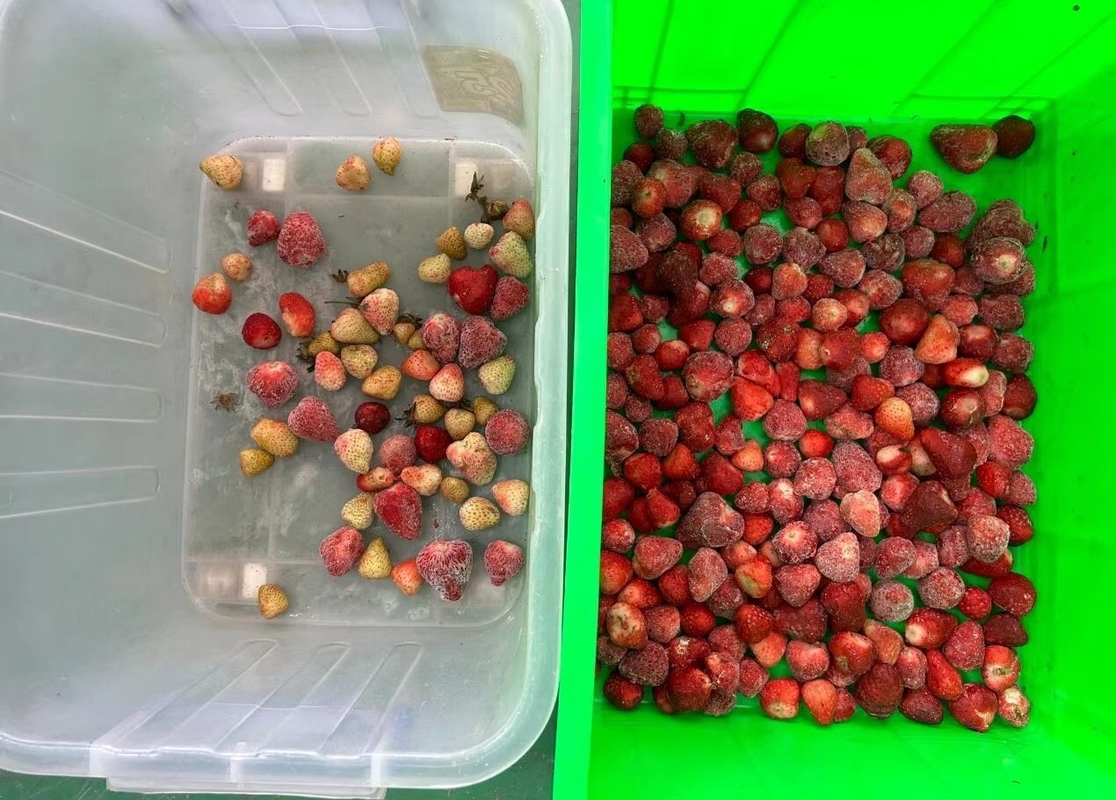 Sortieuse de couleurs de fraises Wenyao Machine de tri de couleurs de ceinture intelligente pour fruits surgelés Café cerisier Blueberry Fraise
