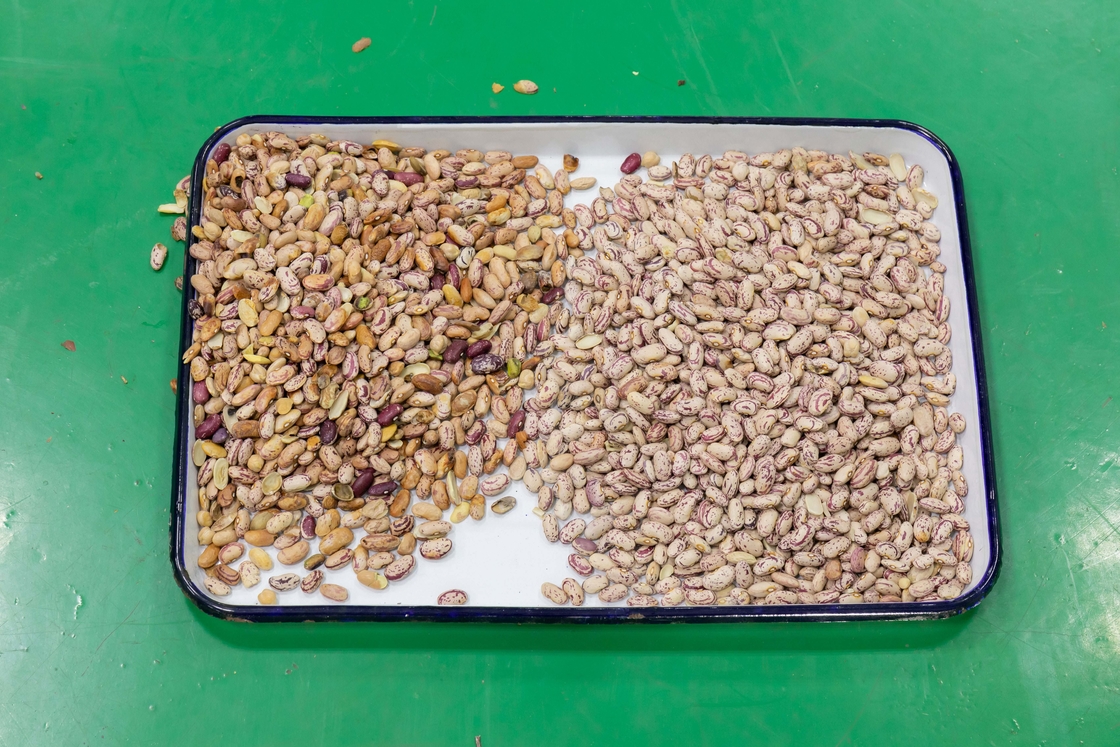 La caméra CCD intelligente 6 chute est une machine de tri de couleurs de haricots avec un fonctionnement facile.
