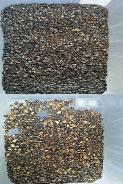 Wenyao Le plus récent certificat optique de la CE Les graines de citrouille Les graines de pastèque La machine de tri des couleurs