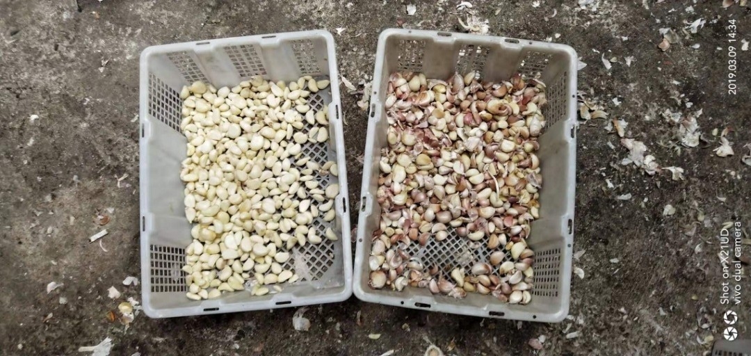 Machine de tri des clous d'ail Sorteuse de couleurs d'ail pour la transformation des aliments