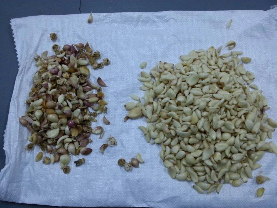 Machine de tri des clous d'ail Sorteuse de couleurs d'ail pour la transformation des aliments