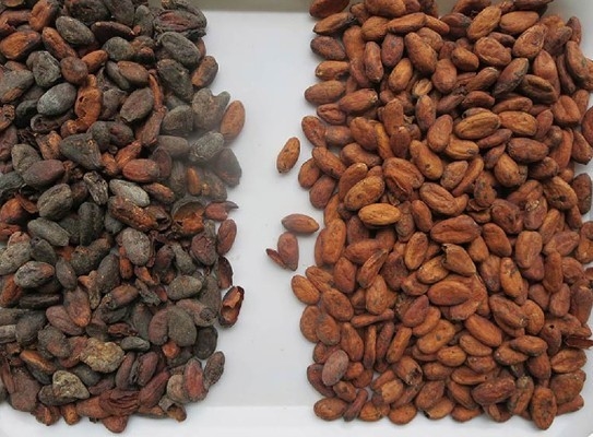 Source lumineuse Wenyao Détection de couleur complète pour les grains de cacao de raffinage de la couleur de tri