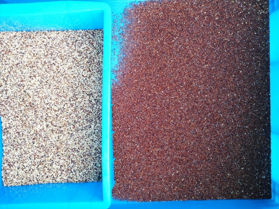 Commande à distance Wifi Portable Multifonction Mini Grain Quinoa Color Sorting Machine