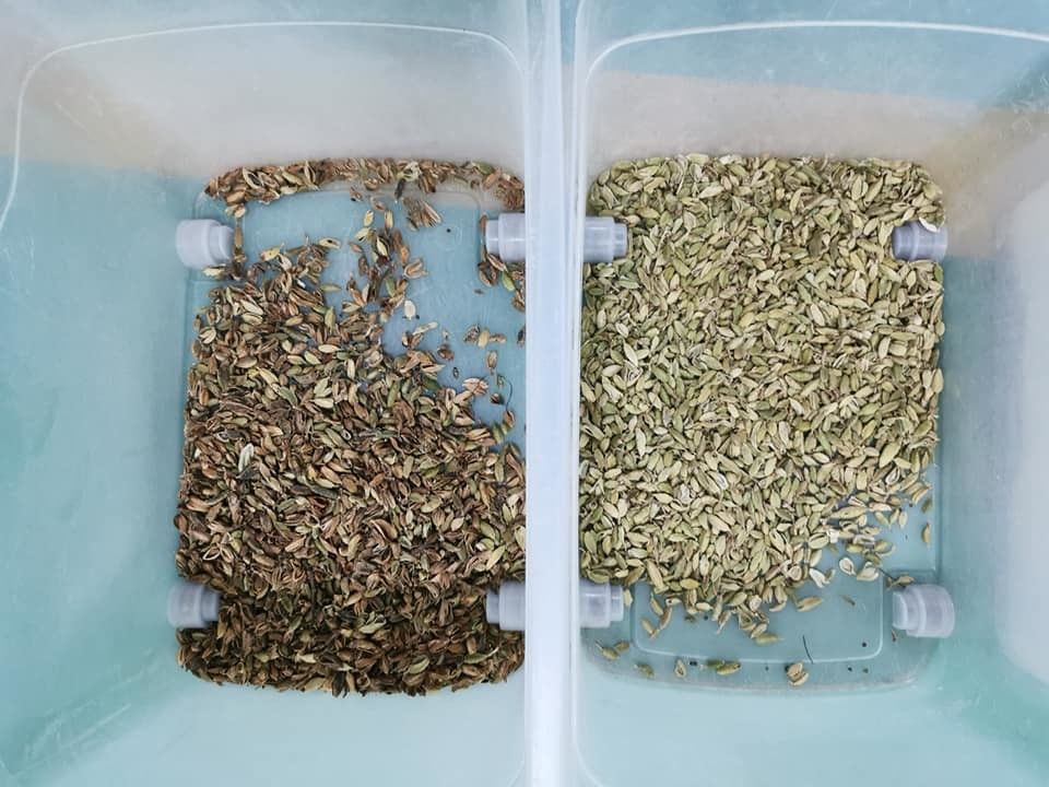 Wenyao 5 Chute Usine Chinoise Trieuse Optique Trieuse de Couleur de Graine de Cardamome