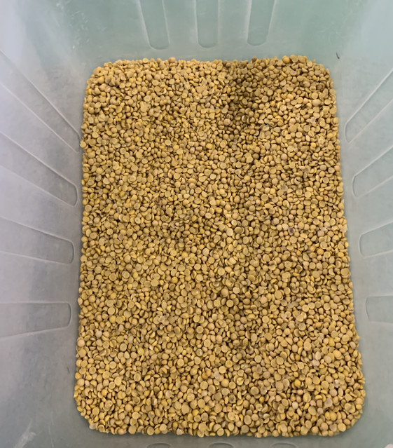 Wenyao automatique 3 chute Soya Bean Large Bean Renal Bean Color Sorting Machine
