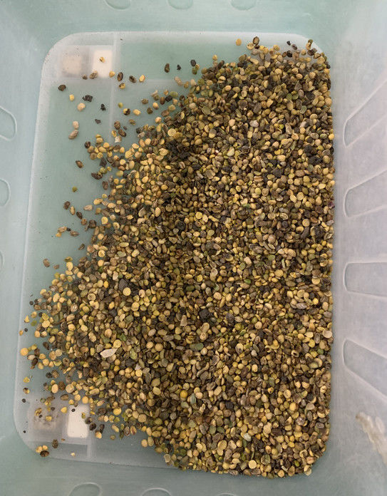 Machine de tri couleur Wenyao entièrement automatique à 3 goulottes pour soja, haricots larges et haricots rouges