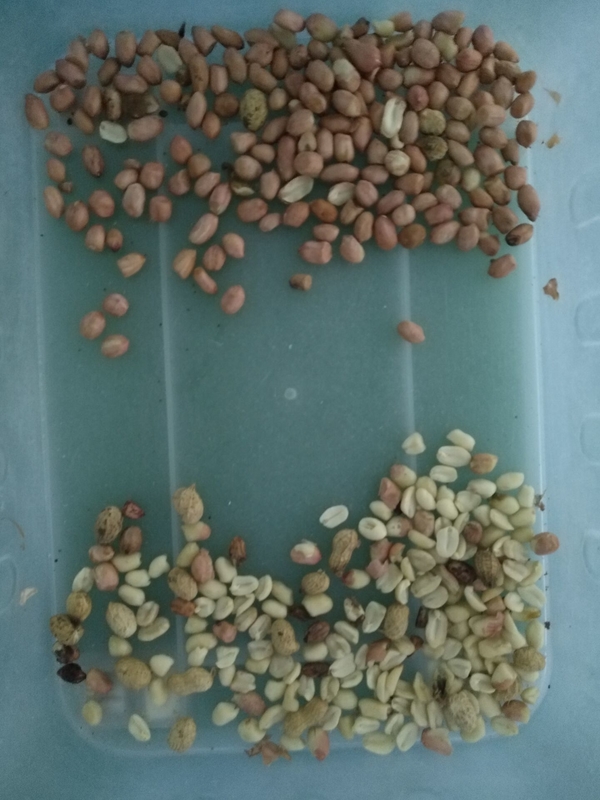 Sortisseur de couleurs de cacahuètes professionnel Peeling cacahuètes CCD machine de tri des couleurs