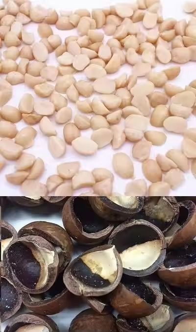 Appareil de tri automatique de couleurs de noix de macadamia