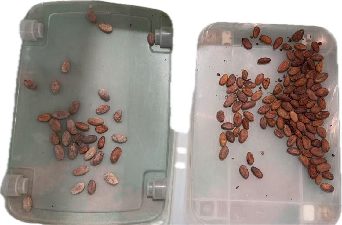 Wenyao 2025 La plus récente usine chinoise fournisseur de trieuse optique Trieuse de couleurs de noix de cacao