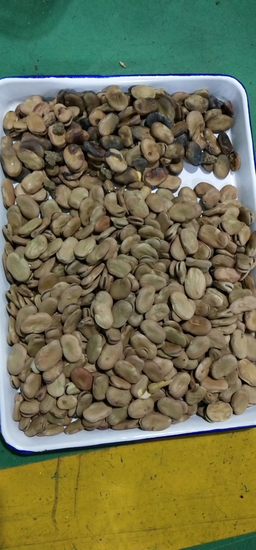 Trieur de couleurs de fèves larges WENYAO 5 sorties pour l'industrie