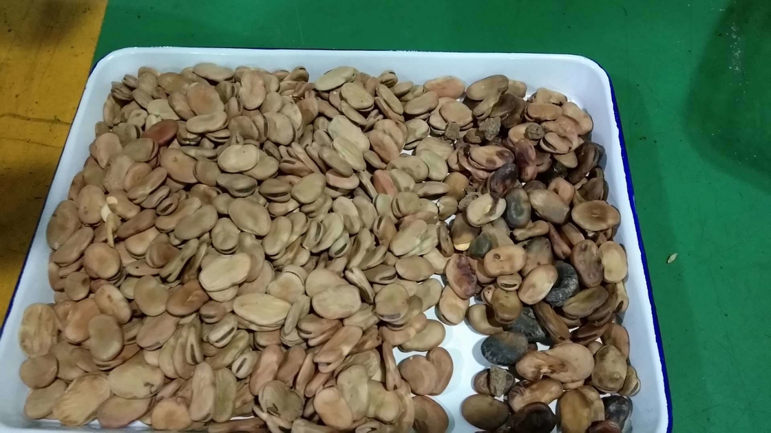 Trieur de couleurs de fèves larges WENYAO 5 sorties pour l'industrie