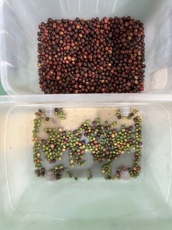 Trieuse optique couleur CCD Wenyao pour grains de café, céréales et riz