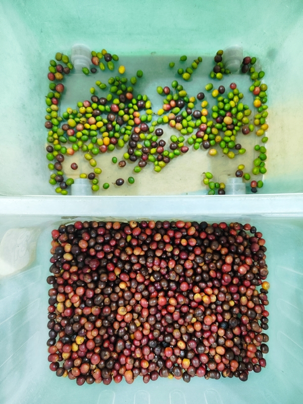Trieuse optique couleur CCD Wenyao pour grains de café, céréales et riz